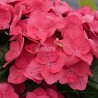 Hydrangea macrophylla DOLCE® Fragola 'DOLFRAG'