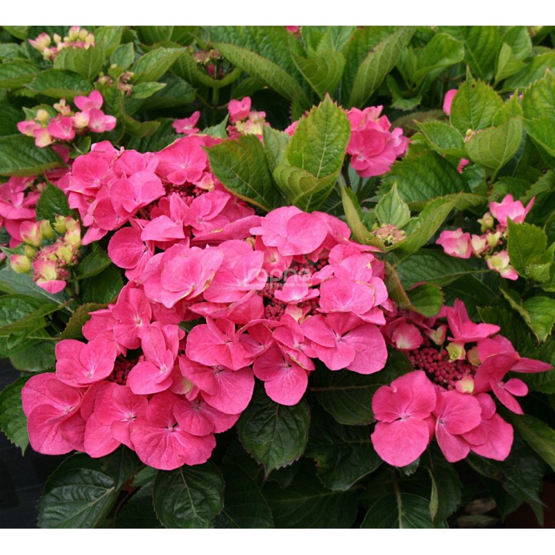 Hydrangea macrophylla DOLCE® Fragola 'DOLFRAG'