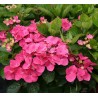 Hydrangea macrophylla DOLCE® Fragola 'DOLFRAG'