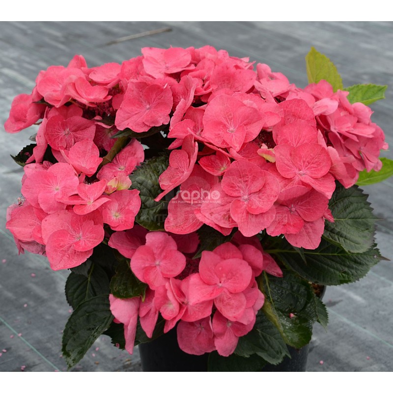 Hydrangea macrophylla DOLCE® Fragola 'DOLFRAG'