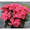 Hydrangea macrophylla DOLCE® Fragola 'DOLFRAG'