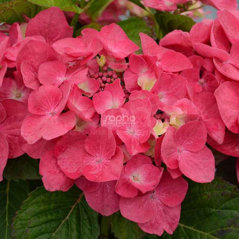 Hydrangea macrophylla DOLCE® Fragola 'DOLFRAG'