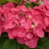 Hydrangea macrophylla DOLCE® Fragola 'DOLFRAG'