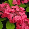 Hydrangea macrophylla DOLCE® Fragola 'DOLFRAG'