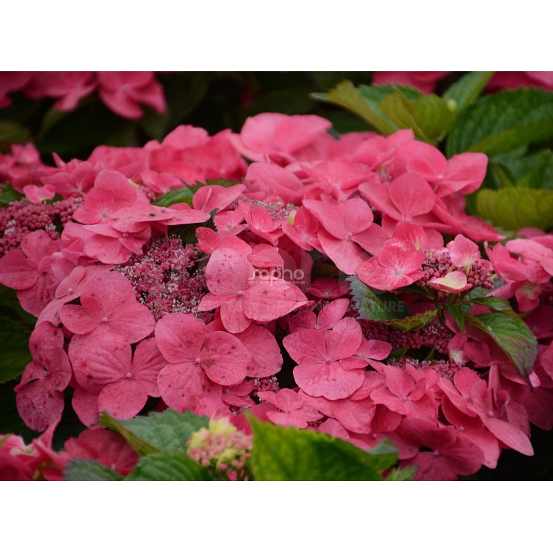 Hydrangea macrophylla DOLCE® Fragola 'DOLFRAG'