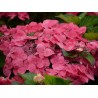 Hydrangea macrophylla DOLCE® Fragola 'DOLFRAG'