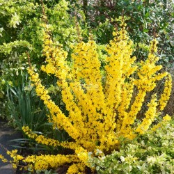 Forsythia x intermedia MIKADOR® 'MINFOR6'