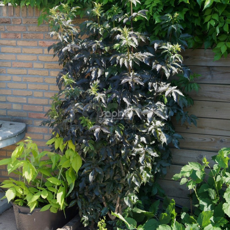 Sambucus nigra BLACK TOWER 'Eiffel 1'