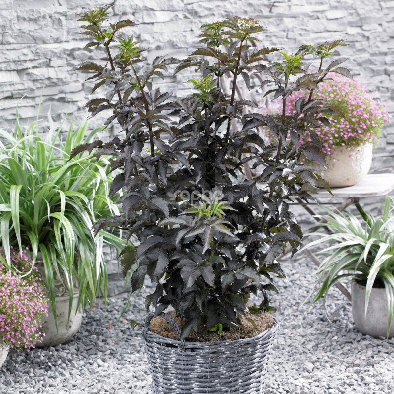 Sambucus nigra BLACK TOWER 'Eiffel 1'