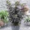 Sambucus nigra BLACK TOWER 'Eiffel 1'