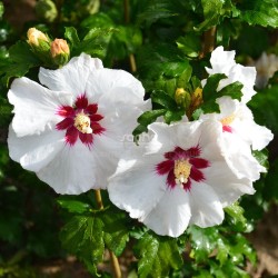 Hibiscus syriacus SUP'HEART® 'Minomb'