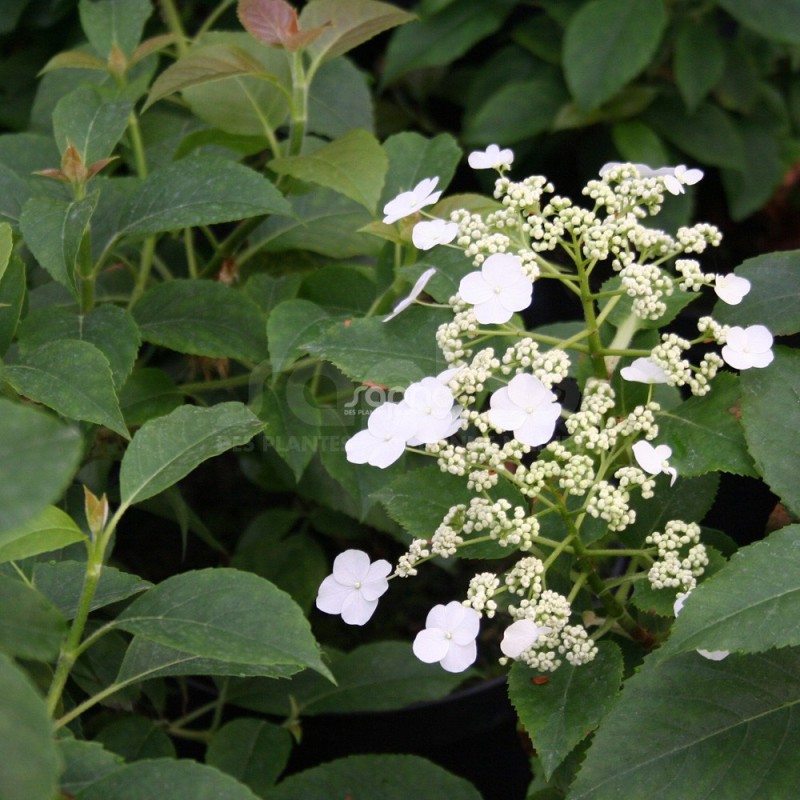 Hydrangea Anomala SEMIOLA Inovalaur 