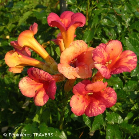 Campsis x tagliabuana ORANGEADE® 'TRACAMP'