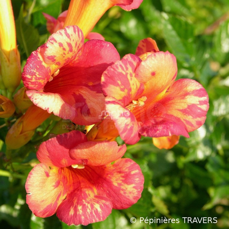 Campsis x tagliabuana ORANGEADE® 'TRACAMP'