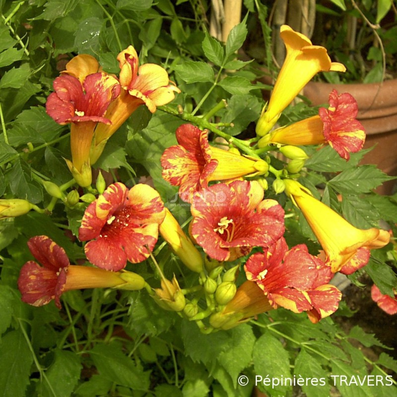 Campsis x tagliabuana ORANGEADE® 'TRACAMP'