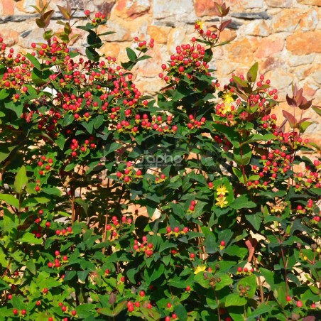 Hypericum x inodorum MAGICAL® Red Fame 'Kolmaref'