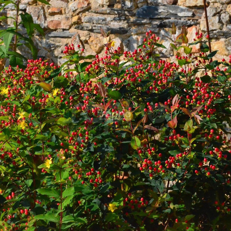 Hypericum x inodorum MAGICAL® Red Fame 'Kolmaref'
