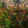 Hypericum x inodorum MAGICAL® Red Fame 'Kolmaref'