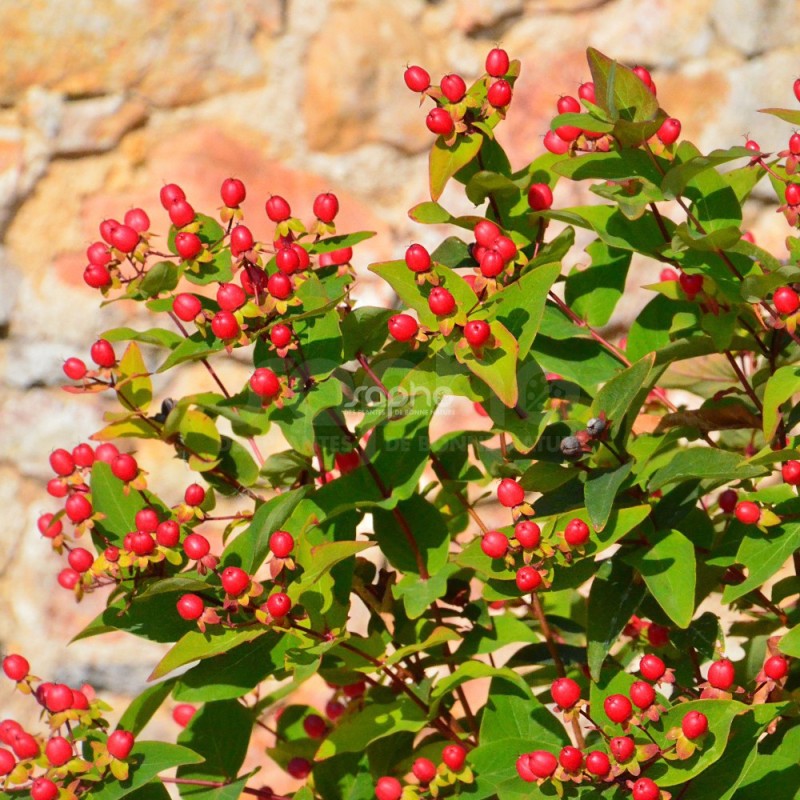 Hypericum x inodorum MAGICAL® Red Fame 'Kolmaref'
