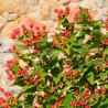 Hypericum x inodorum MAGICAL® Red Fame 'Kolmaref'