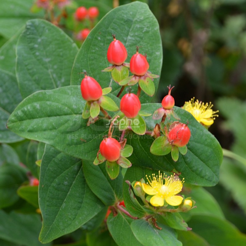 Hypericum x inodorum MAGICAL® Red Fame 'Kolmaref'