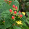 Hypericum x inodorum MAGICAL® Red Fame 'Kolmaref'