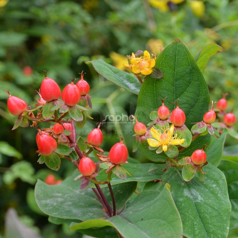 Hypericum x inodorum MAGICAL® Red Fame 'Kolmaref'