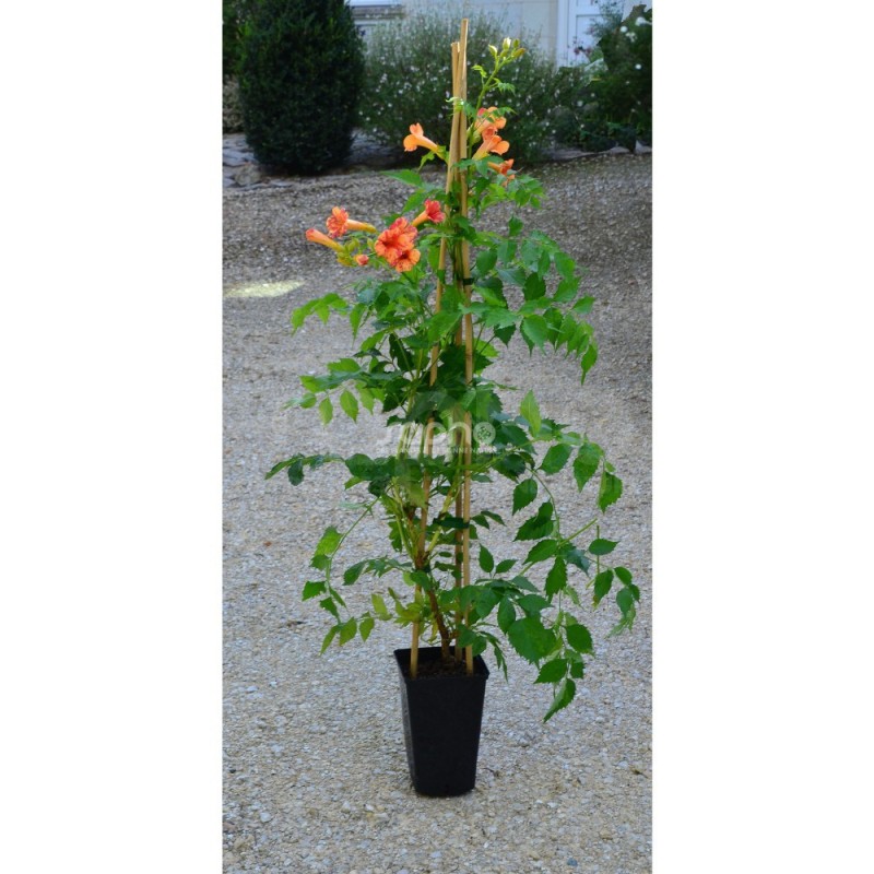 Campsis x tagliabuana ORANGEADE® 'TRACAMP'