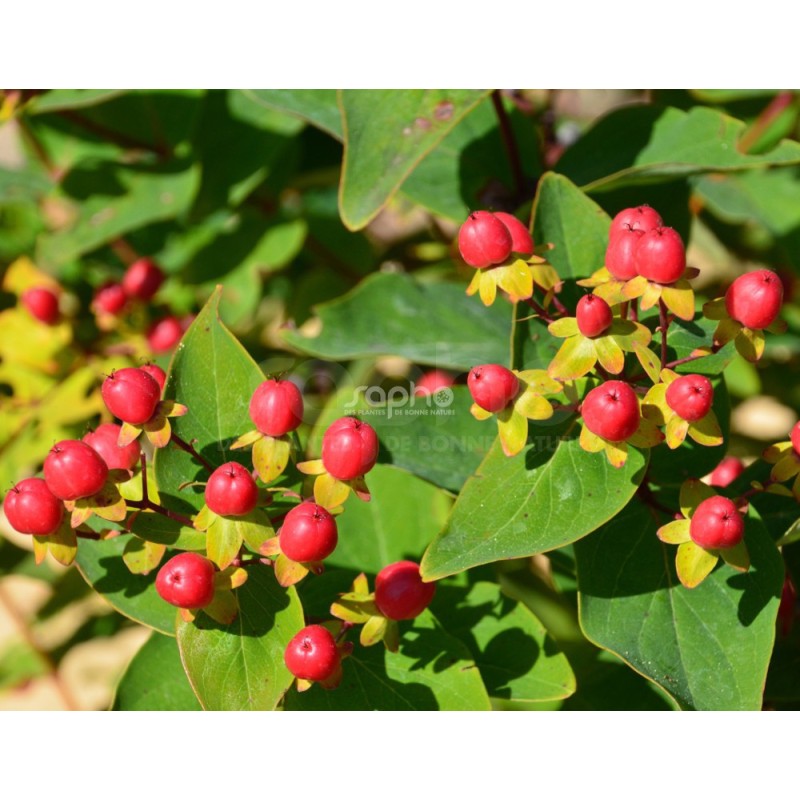 Hypericum x inodorum MAGICAL® Red Fame 'Kolmaref'