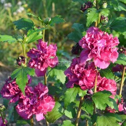 Hibiscus syriacus FRENCH CABARET® RED &#39;MINDOUR1&#39;