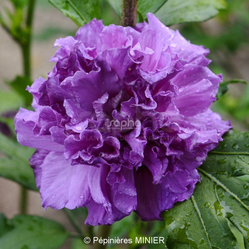 Hibiscus syriacus FRENCH CABARET® PURPLE 'MINDOUV5'