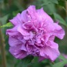 Hibiscus syriacus FRENCH CABARET® PURPLE 'MINDOUV5'