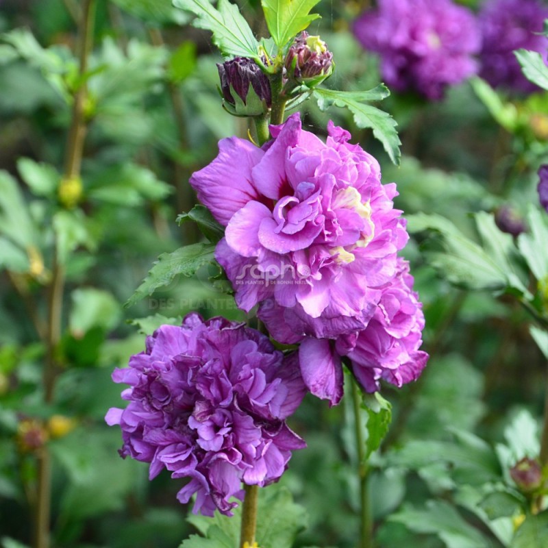 Hibiscus syriacus FRENCH CABARET® PURPLE 'MINDOUV5'