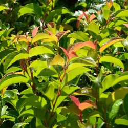 Prunus lusitanica ssp. azorica TICO® 'YBRAZO01'