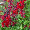 Salvia x jamensis RÊVE® ROUGE 'FAURESAL02'