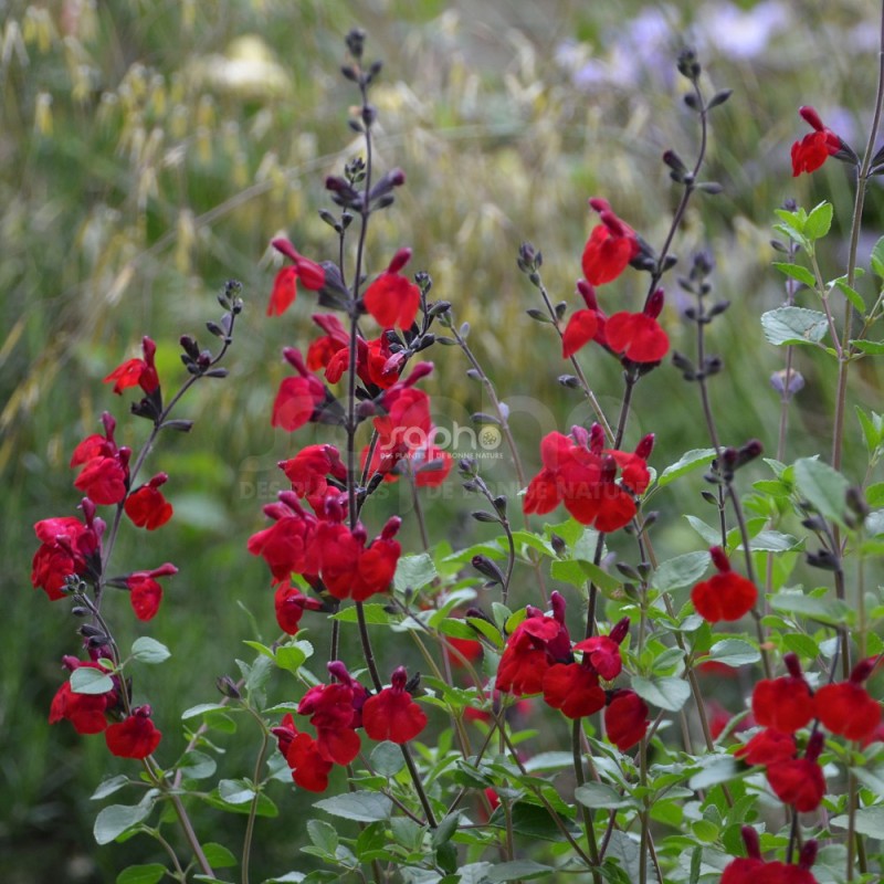 Salvia x jamensis RÊVE® ROUGE 'FAURESAL02'