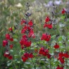 Salvia x jamensis RÊVE® ROUGE 'FAURESAL02'