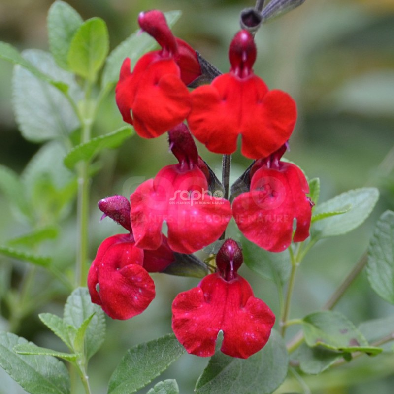 Salvia x jamensis RÊVE® ROUGE 'FAURESAL02'
