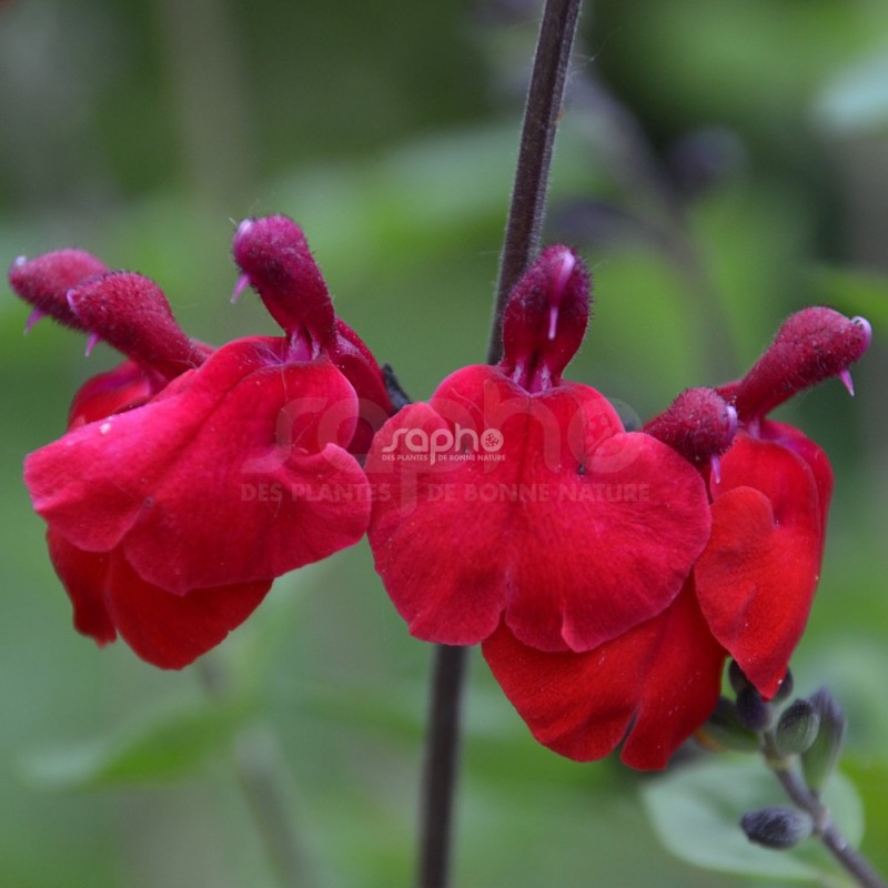 Salvia x jamensis RÊVE® ROUGE 'FAURESAL02'