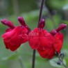 Salvia x jamensis RÊVE® ROUGE 'FAURESAL02'
