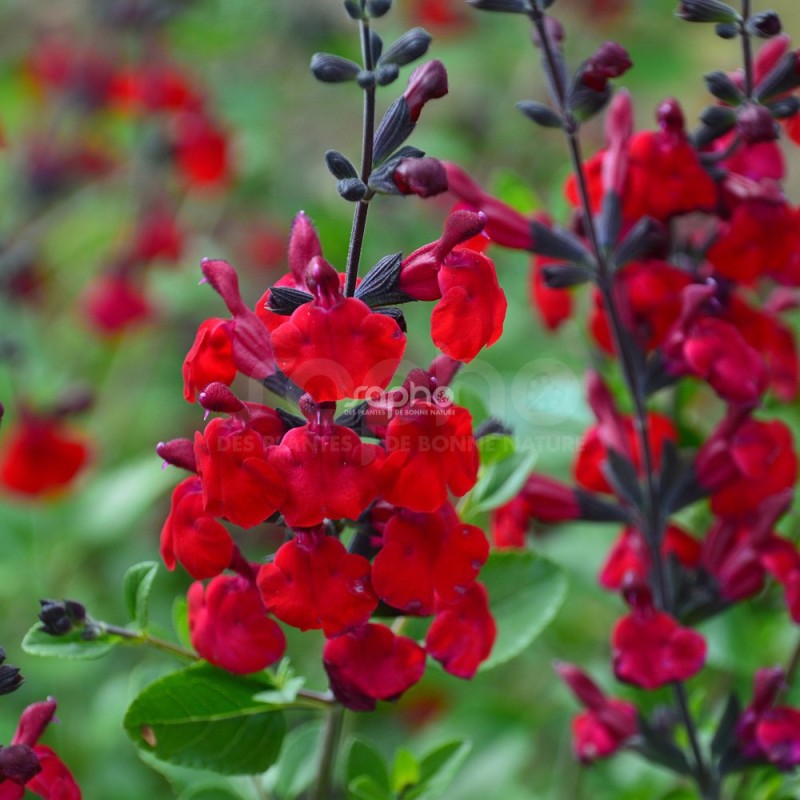 Salvia x jamensis RÊVE® ROUGE 'FAURESAL02'