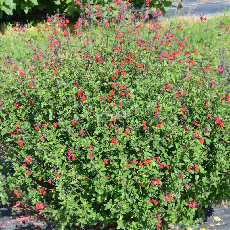 Salvia x jamensis RÊVE® ROUGE 'FAURESAL02'
