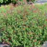 Salvia x jamensis RÊVE® ROUGE 'FAURESAL02'