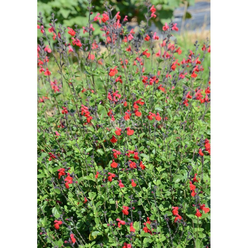 Salvia x jamensis RÊVE® ROUGE 'FAURESAL02'