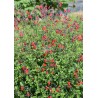 Salvia x jamensis RÊVE® ROUGE 'FAURESAL02'