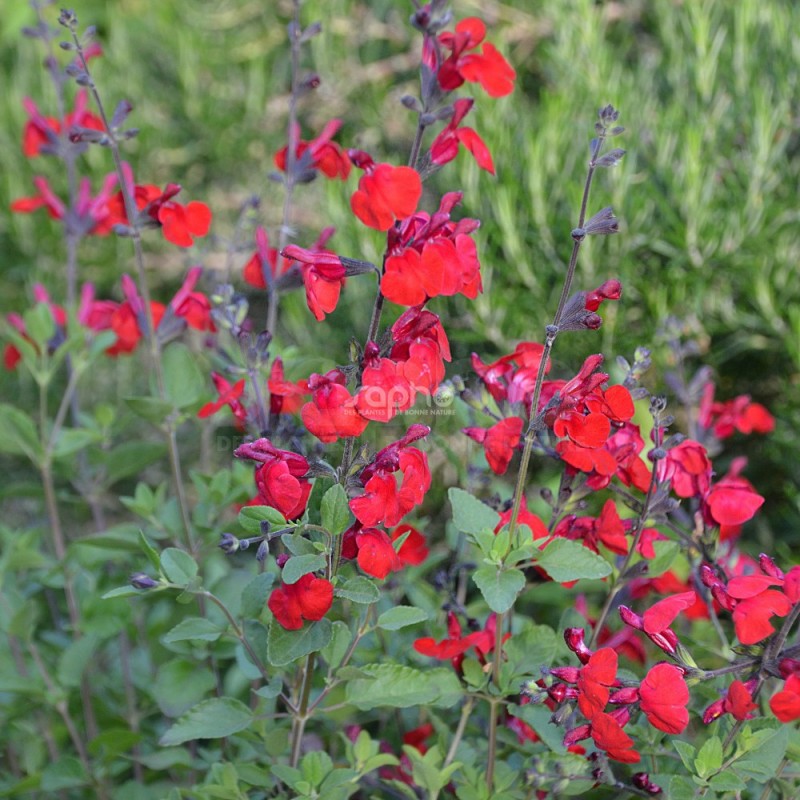 Salvia x jamensis RÊVE® ROUGE 'FAURESAL02'