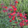 Salvia x jamensis RÊVE® ROUGE 'FAURESAL02'