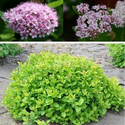 Spiraea betulifolia PINK SPARKLER® 'COURISPI01'