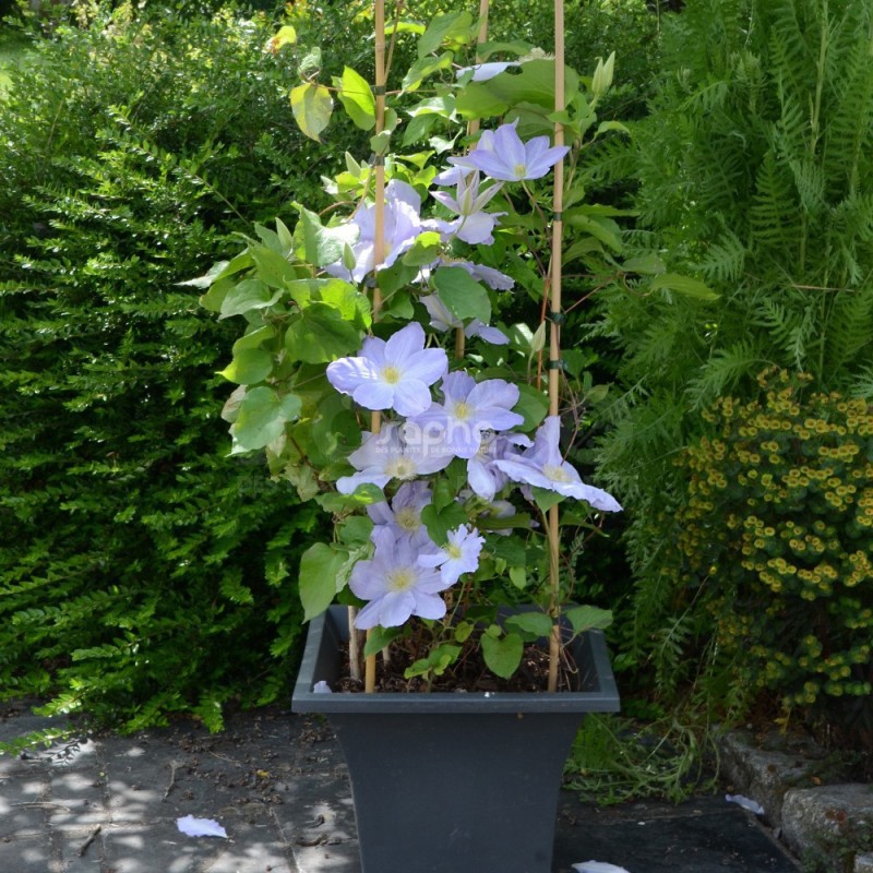 Clematis SUCCESS® Lavender 'TRA27'