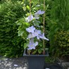 Clematis SUCCESS® Lavender 'TRA27'
